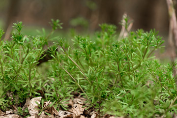 green moss on the ground