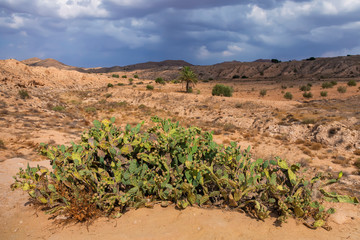 spurs of the Atlas mountains, overgrown with cacti, rare palm trees