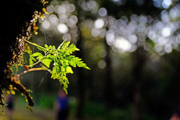 autumn leaves background
