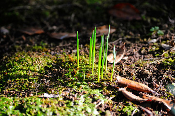 green moss on the ground