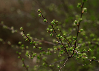 branch of a tree with leaves