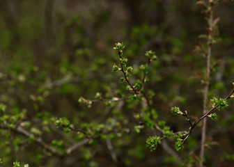 spring flowers in the garden