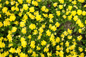 上から見た黄色の小さな花