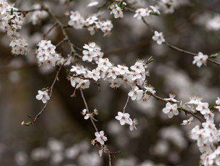cherry blossom in spring