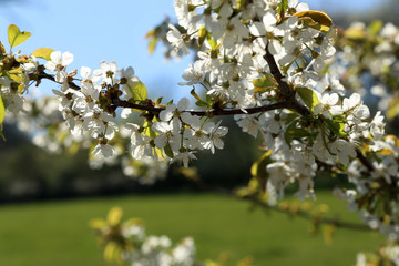 Flowers of the fruit trees on a spring day