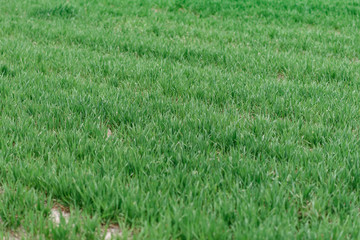 green grass in the wind