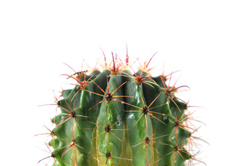 Isolated beautiful cactus with large bright spines closeup side view