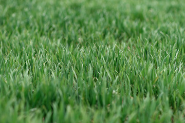 green grass in the wind