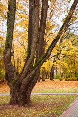 Naklejka premium one thick tree trunk divides higher into six trunks, autumn landscape in the park, yellow leaves