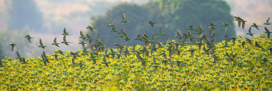 Panorama of a group of parrots flying above a sunflower farm