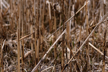 reeds in the wind