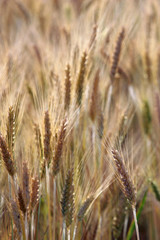coltivazione di cereali