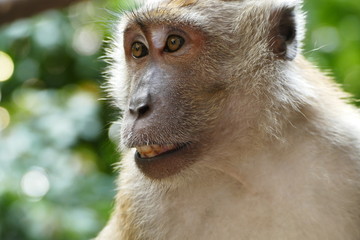 portrait of a monkey in asia with specil expression 
