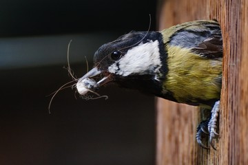 The great tit rises from a birdhouse and floats excrement. Czechia. Europe.