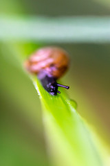 escargot
