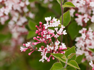 Syringa microphylla | Lilas de Chine ou Syringa à fleurs roses clair ou violet, calice pourpre, boutons floraux en forme de clou de girofle