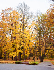 large old trees in the park with yellow leaves, autumn natural landscape during the day