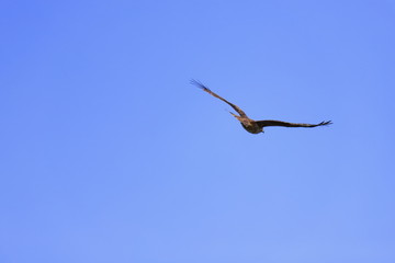 青空に舞う鳶