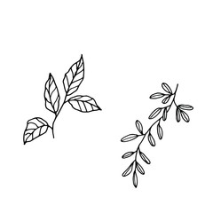 Foliage silhouette on a white background, vector botanical set.
For wedding design, greeting card, banner and logo.