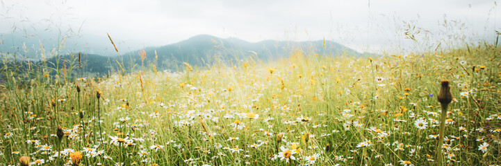 Beautiful summer meadow with daisy and dandelion flowers in lush green grass