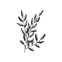Foliage silhouette on a white background, vector botanical set.
For wedding design, greeting card, banner and logo.