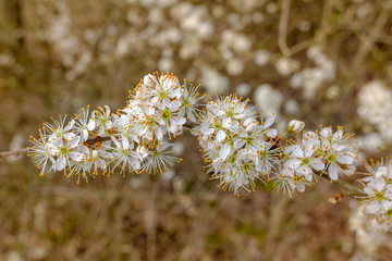 Blühende Hecke im Frühling am Waldrand