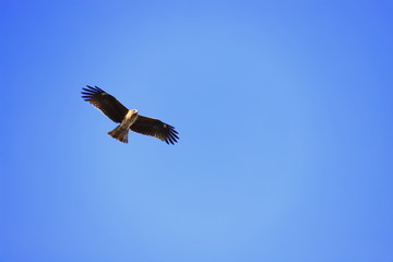 青空に舞う鳶