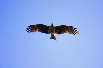 青空に舞う鳶