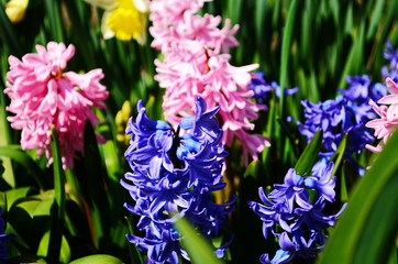 Pastel hyacinth flowers blooming at springtime