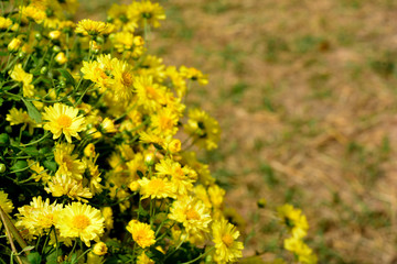Chrysanthemum morifolium Ramat is a perennial herb covered with yellow villous hairs