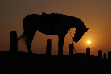 horses on sunset