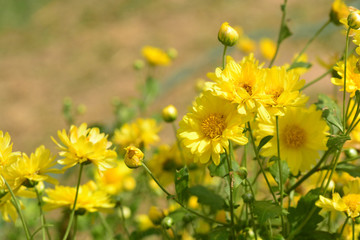 Chrysanthemum morifolium Ramat is a perennial herb covered with yellow villous hairs