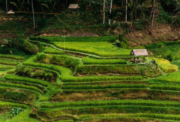 Fototapeta na wymiar Rice terraces in Bali Indonesia. Terrace rice fields, Bali, Indonesia. Green cascade rice field plantation at Tegalalang terrace. Bali, Indonesia. Green rice fields