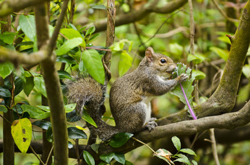 Squirrel eating foliage