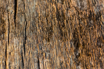 Obraz premium Naturalny suchy brązowy wzór kory