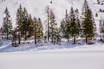 Obraz na płótnie Canvas pine trees and snow