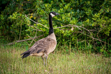 Canadian Goose