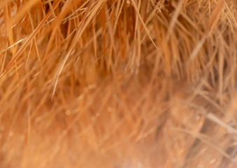 Background of the dry grass hanging from the ceiling. Selective focus.