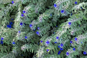 blue flowers in the field