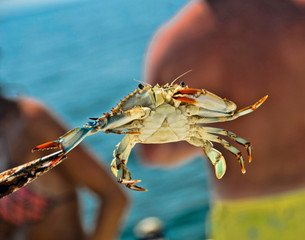 Blue crab caught while fishing