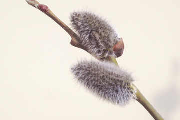 willow Bud on a tree trunk © Evgeniy Klyshnikov