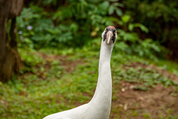 Funny Look from a bird