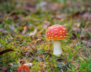 Toxic Fly Agaric Mushroom