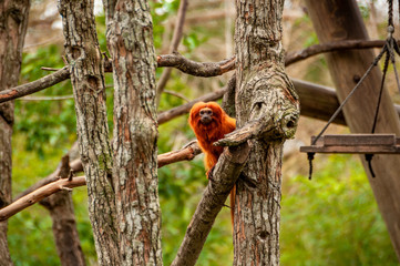 Golden Lion Tamarin