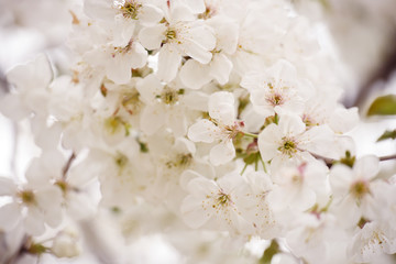 Fototapeta premium Lush flowering cherry tree in the garden. White delicate cherry flowers. Floral seasonal background.