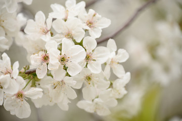 Lush flowering cherry tree in the garden. White delicate cherry flowers. Floral seasonal background.