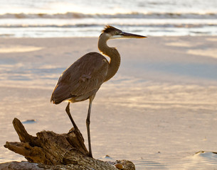 Great Blue Heron at Dauphin Island, AL