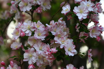 Chinese flowering crab-apple blooming