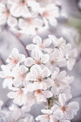 Lush flowering cherry tree in the garden. White delicate cherry flowers. Floral seasonal background.