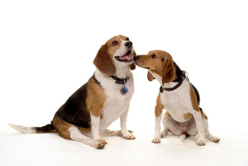 Beagle love